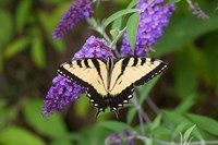 Eastern Tiger Swallowtail On Butterfly Bush Fine Art Print