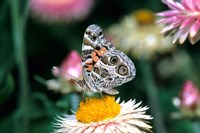 American Lady Butterfly On An Outback Paper Daisy Fine Art Print