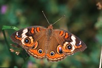 Common Buckeye Fine Art Print