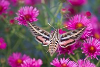 White-Lined Sphinx Moth On An Alma Potschke Aster Fine Art Print