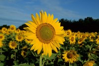 Common Sunflower Field, Illinois Fine Art Print