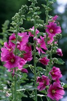 Standing  Hollyhocks, Illinois Fine Art Print