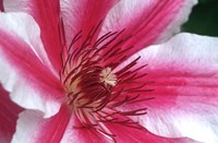 Carnaby Clematis Flower, Marion County, Illinois Fine Art Print