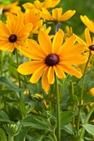 Indian Summer Black-Eyed Susans, Illinois Fine Art Print