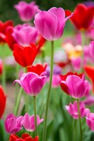 Pink And Red Tulips, Cantigny Park, Wheaton, Illinois Fine Art Print