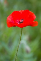 Red Poppy, Cantigny Park, Wheaton, Illinois Fine Art Print