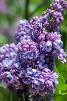 Purple Lilac Tree, Arnold Arboretum, Boston Fine Art Print
