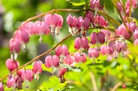 Bleeding Heart, Arnold Arboretum, Boston Fine Art Print