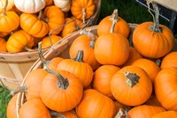 Pumpkin Harvet, Massachusetts Fine Art Print