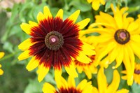 Black-Eyed Susans, Massachusetts Fine Art Print