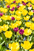 Vibrant Tulip Garden, Massachusetts Fine Art Print