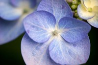 Blue Lacecap Hydrangea, Massachusetts Fine Art Print