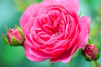 Hot Pink Knock Out Rose, Massachusetts Fine Art Print