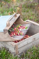 Cranberries And Scoop, Massachusetts Fine Art Print