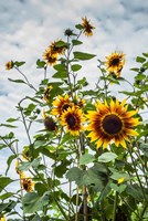 Tall Sunflowers In Cape Ann, Massachusetts Fine Art Print