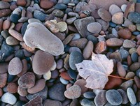 Maple Leaf And Rocks Along The Shore Of Lake Superior Fine Art Print