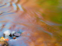 Small Rocks In The Ontonagon River Fine Art Print