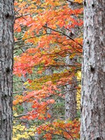 Fall Pine Trees In The Forest, Michigan Fine Art Print