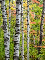 Birch Trunks And Maple Leaves, Michigan Fine Art Print