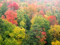 Forest Above The Cut River Bridge, Michigan Fine Art Print