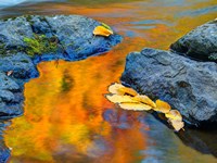 Michigan, Upper Peninsula Fall Colors Reflecting In River With Leaves Floating Fine Art Print