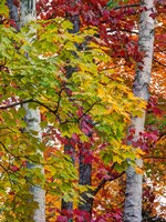 Autumn Maple Leaves, Michigan Fine Art Print