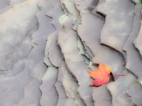 Single Leaf On Rocks Along Bonanza Fall Fine Art Print