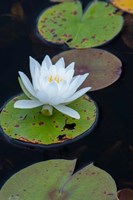 White Water Lily Flowering In A Pond Fine Art Print