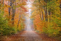 Autumn Road In Schoolcraft County, Michigan Fine Art Print