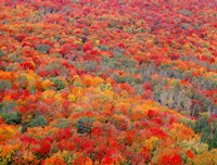 Superior National Forest In Autumn Fine Art Print