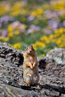 Columbia Ground Squirrel Close-Up Fine Art Print