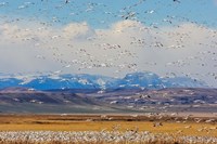 Spring Migration Of Snow Geese Fine Art Print