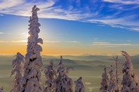 Snowghosts In Whitefish, Montana Fine Art Print