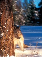 A Gray Wolf On The Alert In Winter Fine Art Print