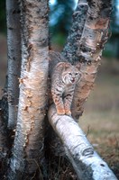 Bobcat On A Fallen Birch Limb Fine Art Print