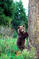 Grizzly Bear Cub Leaning Against A Tree Fine Art Print
