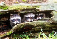 Three Young Raccoons In A Hollow Log Fine Art Print