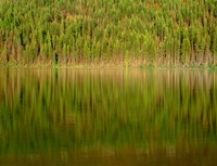 Conifer Forest Reflects In Kintla Lake, Montana Fine Art Print