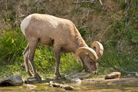 Bighorn Sheep Drinking, Yellowstone National Park, Montana Fine Art Print