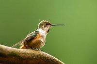 Calliope Hummingbird Perched Fine Art Print