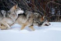 Gray Wolves Running In Snow, Montana Fine Art Print