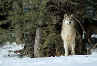 Gray Wolf In Winter, Montana Fine Art Print