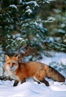 Red Fox Walking In Snow, Montana Fine Art Print