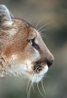 Side Profile Of A Mountain Lion, Montana Fine Art Print