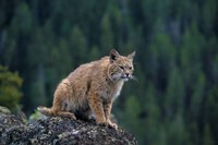 Lynx, Montana Fine Art Print