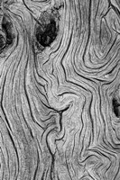 Detail Of Weathered Wood, Nevada Fine Art Print