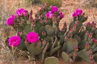 Prickly Pear Cactus In Bloom, Valley Of Fire State Park, Nevada Fine Art Print