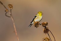 American Goldfinch Feeding On Sunflower Seeds Fine Art Print