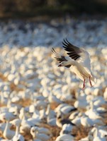 Snow Geese Landing In Corn Fields, New Mexico Fine Art Print