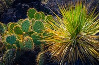 Cactus On Malpais Nature Trail, New Mexico Fine Art Print